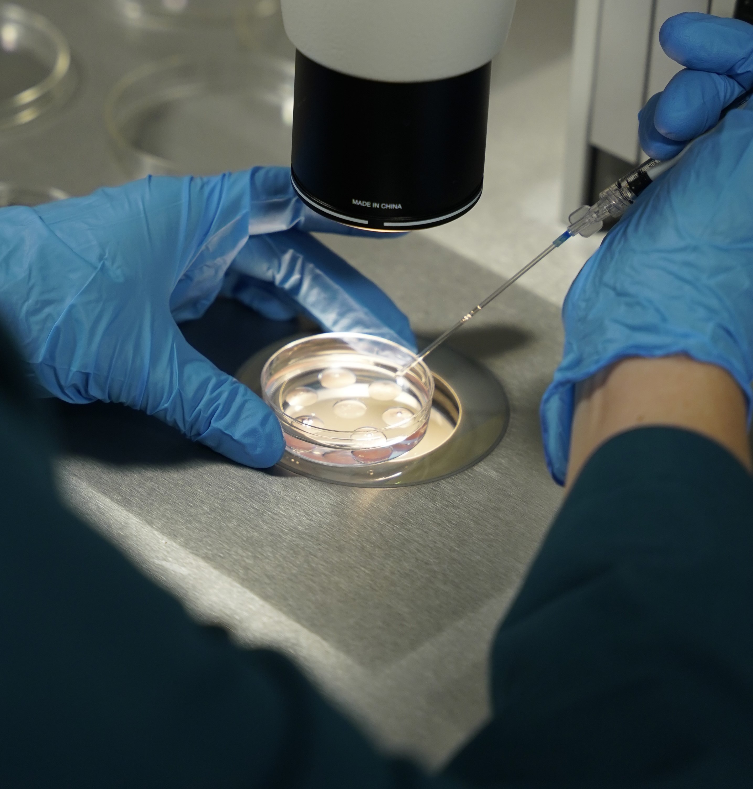 sperm-fertilising-egg